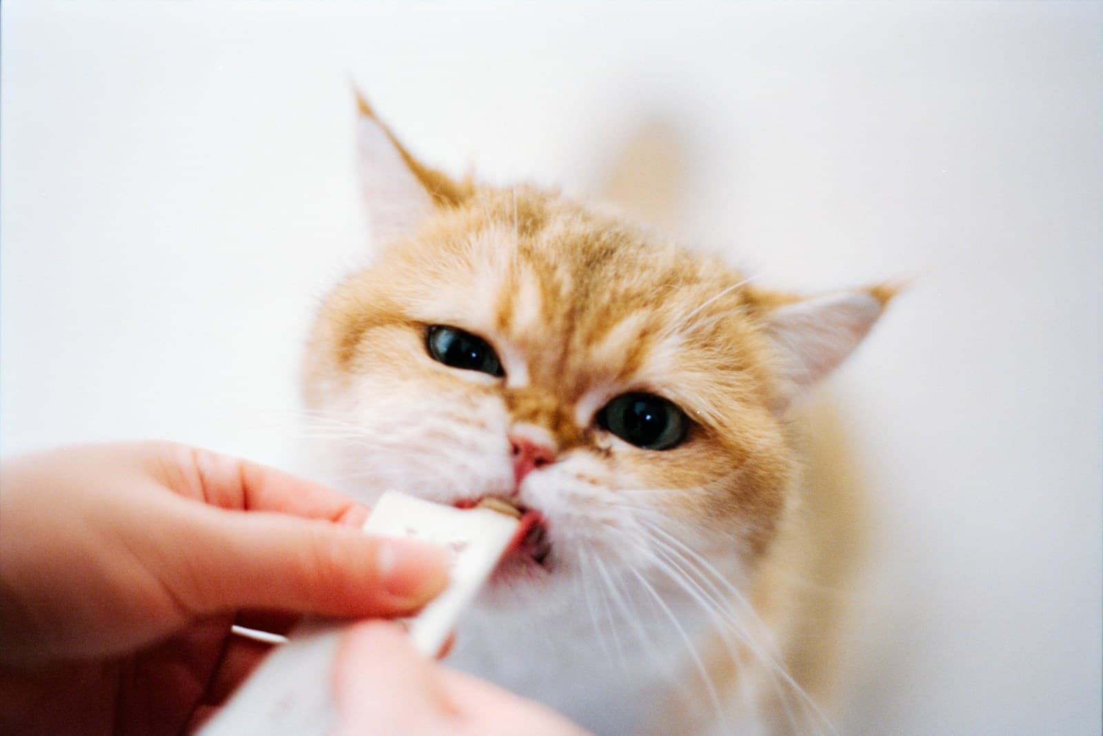 Best Practices for Healthy Mealtime Routines in Winter: Perfect Pet Feeding Schedules